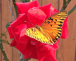 Butterfly and Rose