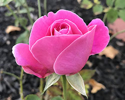 Pink Peace Rose